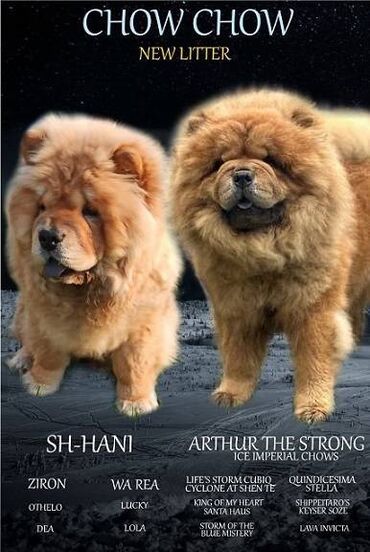 Psi: Stenci chow chow starosti dva meseca vrhunskog kvaliteta I potencijala — 1