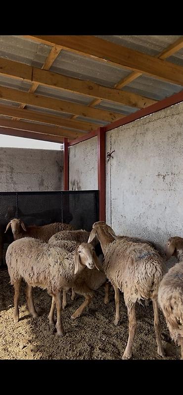 кукуруза на продажу: Продаю | Овца (самка) | Для разведения | Матка — 2