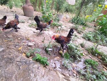 сколько стоит собака бу: Toyuq, Damazlıq, Ödənişli çatdırılma