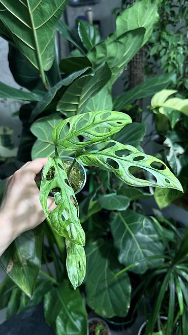 Монстеры: Монстера Тайское Созвездие 3 горшка по 1000с Посажены в хороший — 10
