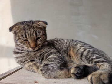 ağ pişik şəkilləri: Tabbi