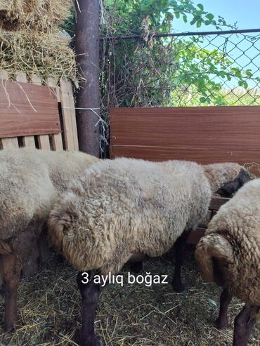 Gəmiricilər: 4 cü qarına 3 aydı gedib qoça əkiz balalayır super heyvandı aşağı