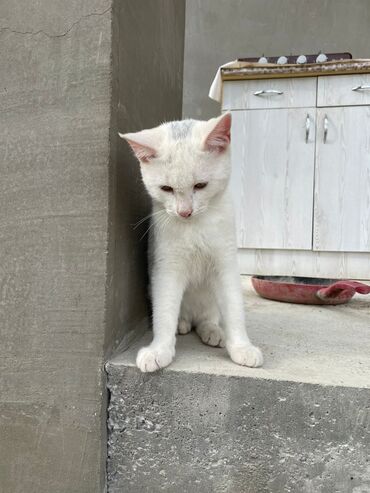 Pişiklər: Türk anqora -da lalafo.az — 18 Pişiklər: Türk anqora — 18