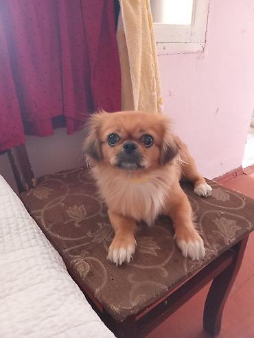 Pekines, 11 ay, Dişi, Ünvandan götürmə lalafo.az -da Pekines, 11 ay, Dişi, Ünvandan götürmə
