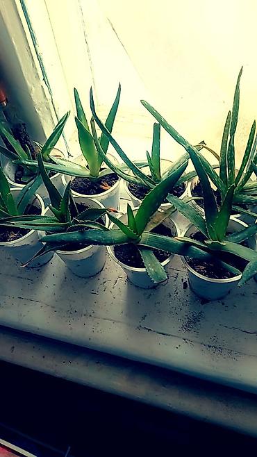 Отдам даром: Цветы от 50 сом и выше — 12