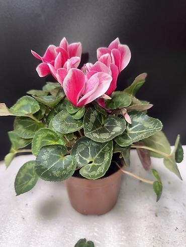 Антуриумы: Антуриум (Anthurium andreanum) в горшке - Компактное комнатное — 8