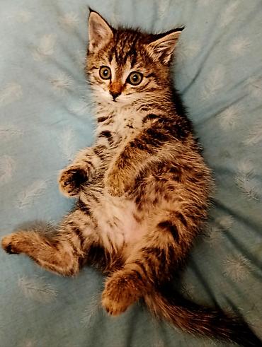 Кошки: Кошка даром: Беспородная, 1 месяц, Девочка, Приучена к лотку, Проглистована — 5