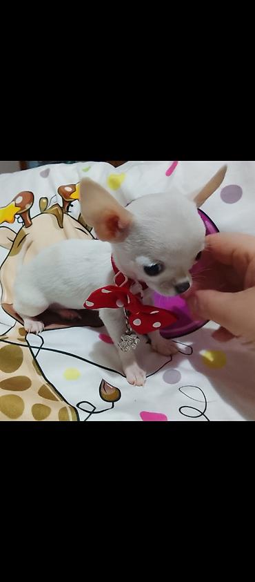 Psi: MINI ČIVAVE. Mini čivave oba pola kristalno bele, zlatne i na lalafo.rs — 7 Psi: MINI ČIVAVE. Mini čivave oba pola kristalno bele, zlatne i — 7