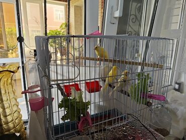 Digər quşlar: Ata (3 il), Ana (2il) ve Bala(2.5ay) kanariyalar