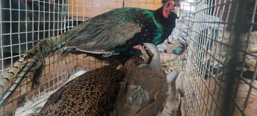 Птицы: Продаются румынские фазаны пара