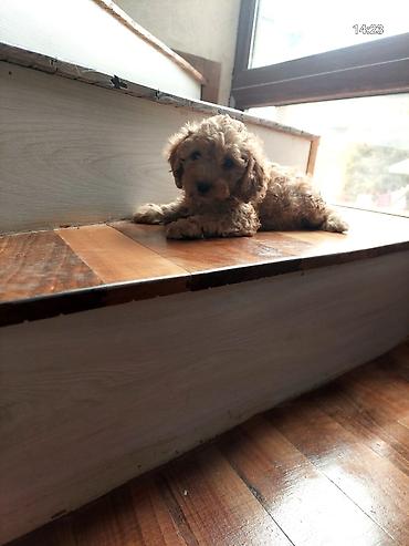 tri kota: Pudel, 1 ay, Erkək — 2