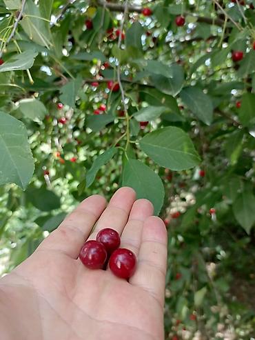 Продажа коттеджей и домов: Продаётся дом с участком и садом. Описание: - Жилой дом с — 13