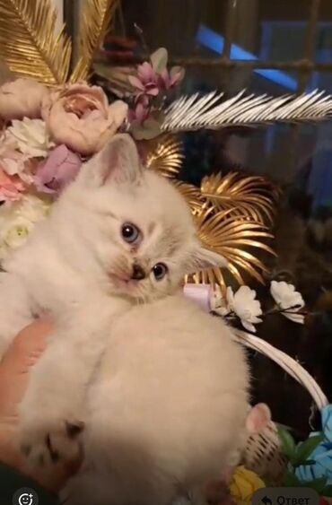 отдам даром мебель бесплатно: Şotland, Dişi