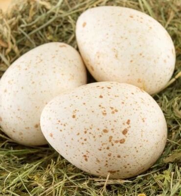 yumurta: Hinduşka yumurtası satılır Gəncədə