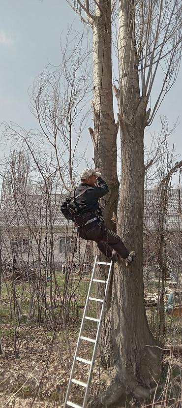 Спил деревьев, заготовка дров: Бак кыйабыз отун аралайбыз. ар кандай кыйынчылыктагы 24/7 чалып — 16