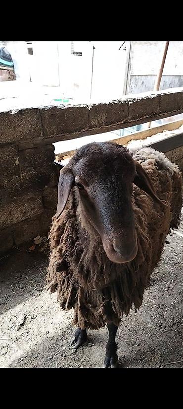 Qoyunlar, qoçlar: Qarabaş yerli cins qoç - Rəngi: tünd qəhvəyi, qarabaş - Cinsi: yerli — 9