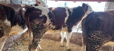 Коровы, быки: Продаю | Корова (самка) | Для разведения | Привязанные — 6