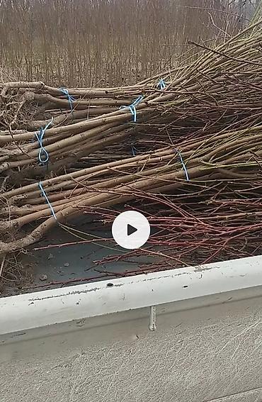 Другие фруктовые и ягодные растения: Кочот сатылат Кызыл кыянын питомнигинде остурулгон 🍑 персиктин 6сорту at lalafo.kg — 1 Другие фруктовые и ягодные растения: Кочот сатылат Кызыл кыянын питомнигинде остурулгон 🍑 персиктин 6сорту — 1