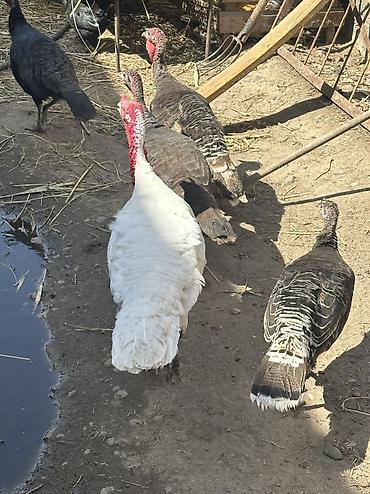 Птицы: Индюшки 10 самок и 2 самца — 1