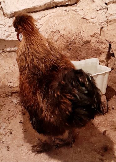 kurt toyuq rus dilinde: 2 ədəd original ponpon beçələr satılır. 5 barmaq, dovşan tükdülər
