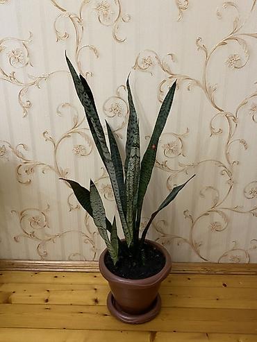 sansevieria gulu: Sansevieria (Qaynanadili) otaq bitkisi – saxlamaq asan, dekorativ — 1