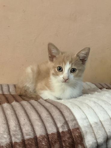 Кошки: Котята ищут любящую семью и уютный дом. Отдаем только в надежные руки — 2