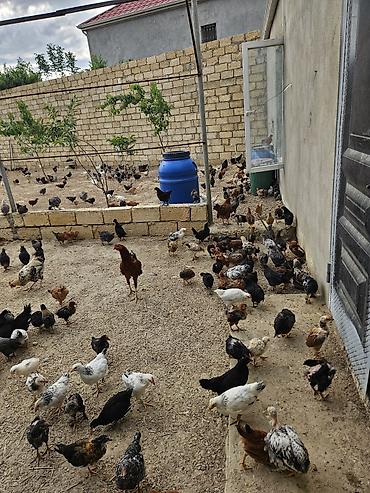 liqorin toyuqlari satilir: Toyuq cücələri, Damazlıq, Ödənişli çatdırılma — 2
