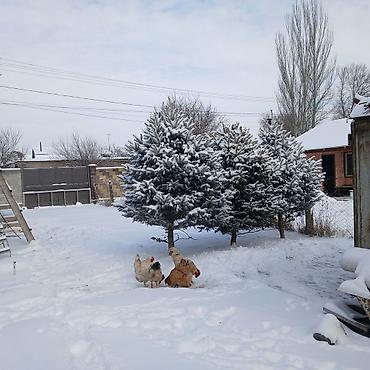 Декоративные деревья: Саженцы деревьев: Ели — 5