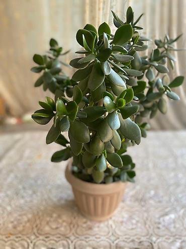 Молочаи: Молочай от 700-1000 с в зависимости от размера — 6