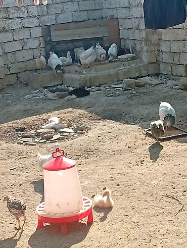 liqorin toyuqlari satilir: Hər cürə heyvan var qaz balası ordey hindusqa nə iddeseniz var işimlə — 6