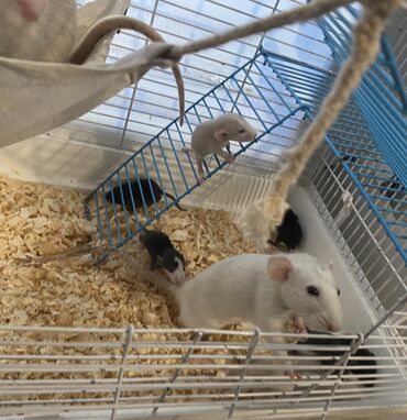 Крысы: Готовятся к продаже крысята! Забрать крысенка можно с 20 марта