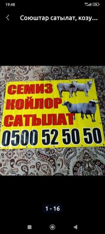 где можно купить телят симментальской породы: Продаю | Овца (самка), Баран (самец) | На забой | Кастрированные, Ярка