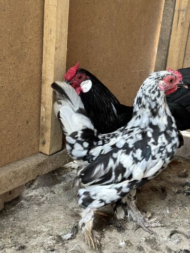 кур несушка: Продаю черно-белую япошку карлик курица. Цена 1000 сом