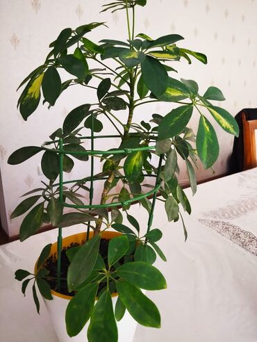 Диффенбахии: Диффенбахии at lalafo.kg — 5 Диффенбахии: Диффенбахии — 5