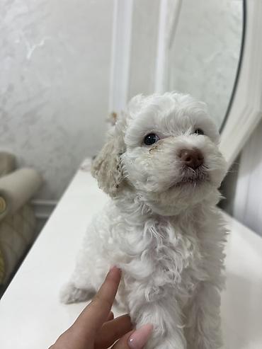 Pudel