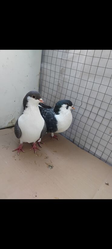 Göyərçinlər: 3 eded delfin 1 cütdür bala verir saglam heyvanlardir 3 ededi 45 manat — 2