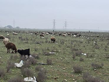 K/t heyvanları və malları: Allah haminin malina bereket versin. xeyrin versin. Ünvan ZABRAT 1 — 6