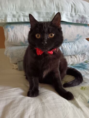 хочу купить кошку: Котята ищут дом! Черный мальчик 4.5 мес. Полосатик девочка, 5.5 мес