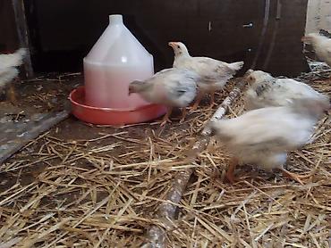 Cücələr: Toyuq cücələri, Ətlik — 10