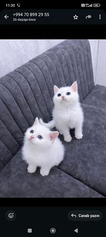 Кошки: Ev pişiyi balaları – ağ və tünd krem rənglərdə, mavi gözlü - Növ: ev — 2