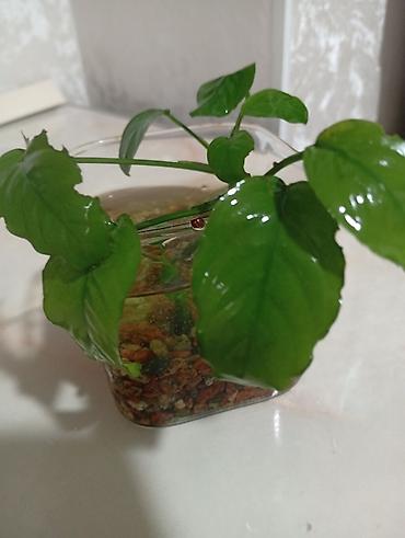 аквариумный: Аквариумное растение Анубиас (вероятно, Anubias barteri var. nana) — 2