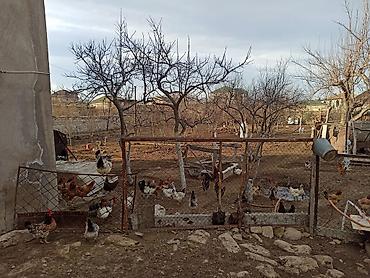 yem qiymetleri: Kənd yumurtasi satilir. Unvan Novxani. Əsil təbi dərmansiz,aciq — 4