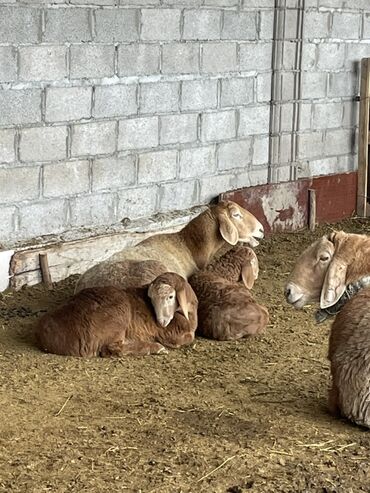 Бараны, овцы: Продаю | Овца (самка) | Арашан | Для разведения | Матка — 7