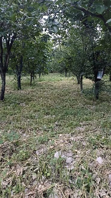 qara xurma ağacı: Məhsul: Armud bağından təzə armud yığımı Təsvir: - Sıralı əkilən — 3