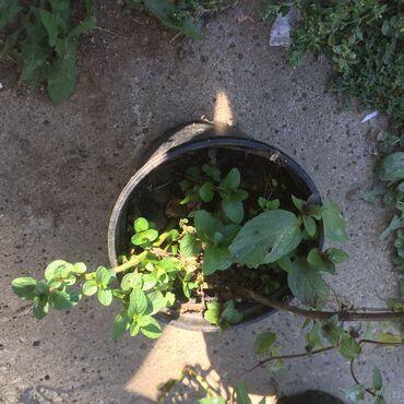 Ostale kućne biljke: Razno ne mrzne na lalafo.rs — 7 Ostale kućne biljke: Razno ne mrzne — 7