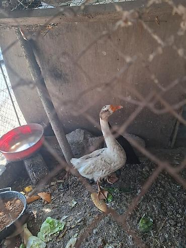 Qazlar satılır – 2 baş (ağ və boz rəngli) - Növ: ev qızı (qaz) -