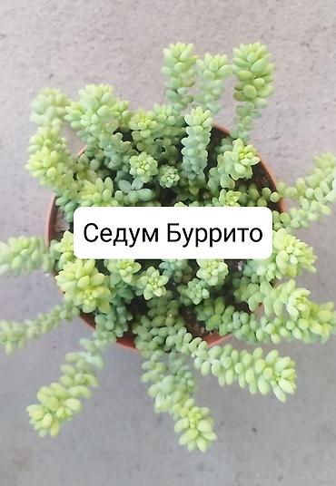 Другие комнатные растения: Продаю цветы — 7