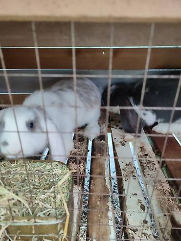 кролики крольчата: Продаю | Крольчата | Для разведения — 3
