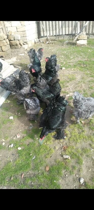 Cücələr: Toyuq cücələri, Damazlıq — 17