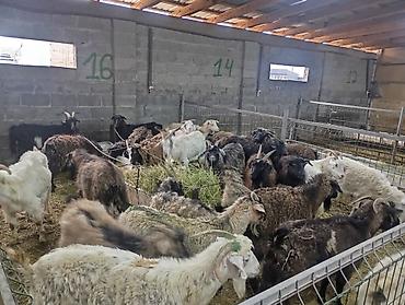 Козы, козлы: Продаю | Коза (самка) — 3